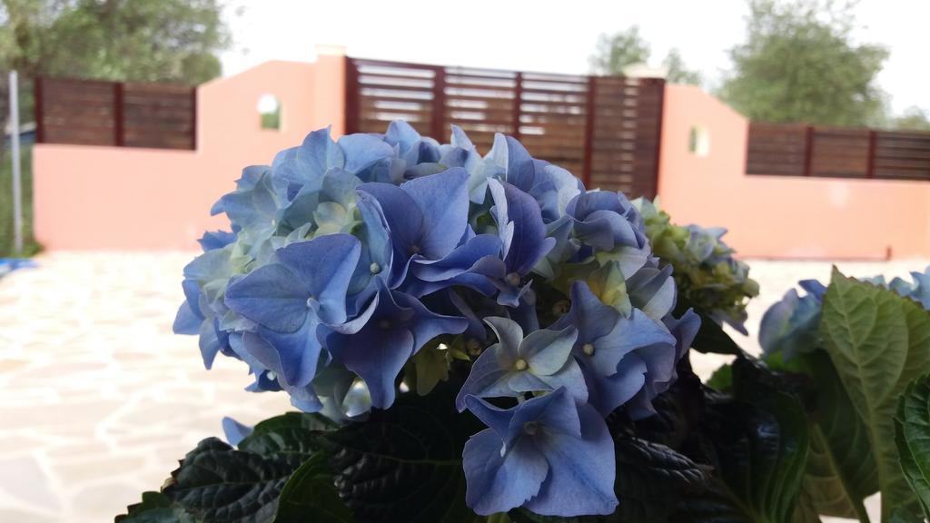 Amaryllis Boutique Apartments Moraitika Dış mekan fotoğraf