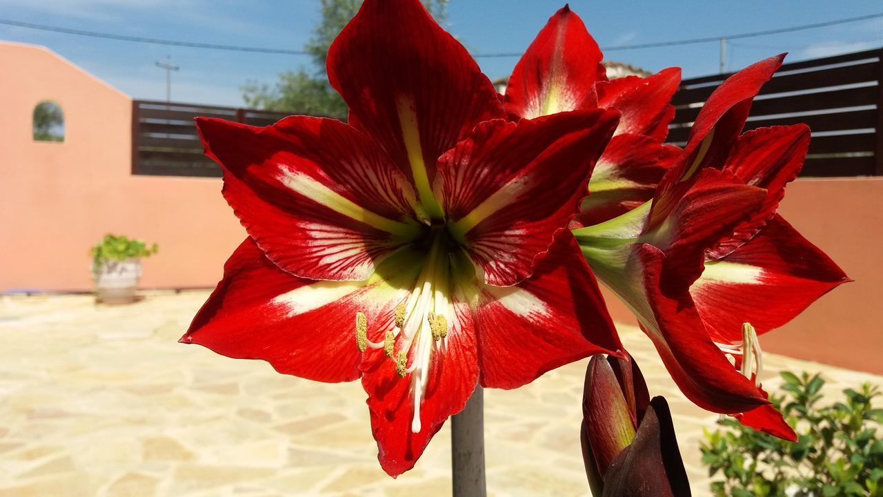 Amaryllis Boutique Apartments Moraitika Dış mekan fotoğraf
